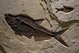 Museum-Quality Green River Fossil Fish Triptych #369070-11